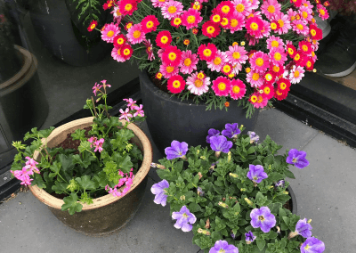 image003 &raquo; BnB De Moerbei Texel