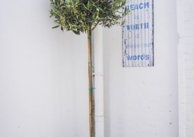 BnB De Moerbei Texel De Cocksdorp