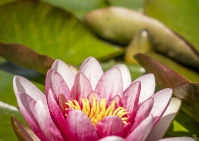 BnB De Moerbei Texel De Cocksdorp