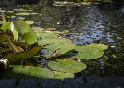 BnB De Moerbei Texel De Cocksdorp